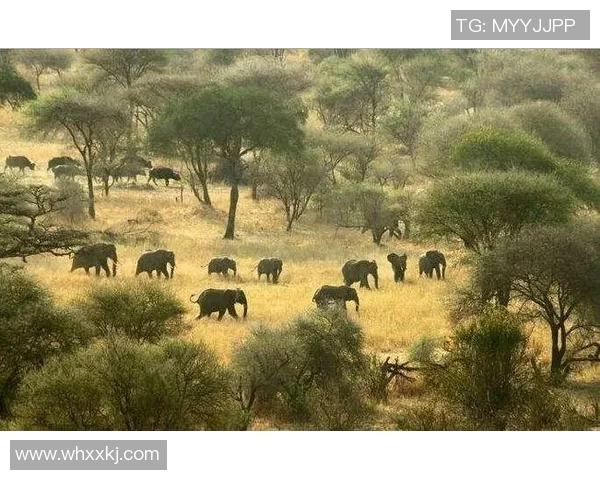 N龙勇士迎战河内水牛展开激烈较量争夺胜利荣耀与未来希望